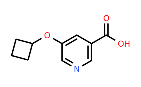CAS 1385696-32-1 | 5-Cyclobutoxynicotinic acid