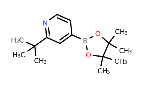CAS 1627722-65-9 | 2-(Tert-butyl)pyridine-4-boronic acid pinacol ester