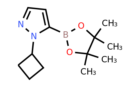 CAS 2227297-73-4 | 1-cyclobutyl-5-(tetramethyl-1,3,2-dioxaborolan-2-yl)-1H-pyrazole
