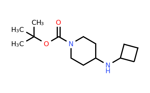 CAS 812690-41-8 | 1-BOC-4-Cyclobutylamino-piperidine